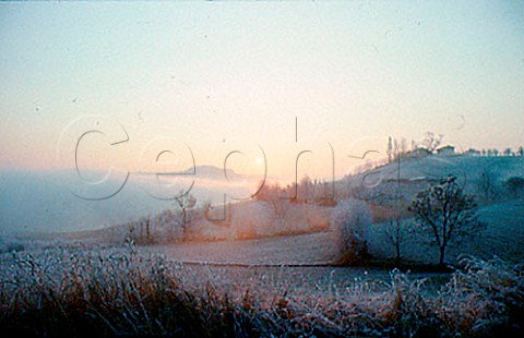 Freezing fog lifting to reveal a frosted   landscape in the Langhe Hills   near Novello Piemonte Italy  Barolo