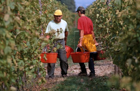 Harvesting Malvasia di Candia grapes in vineyard of La Stoppa Ancarano di Rivargaro Emilia Romagna Italy Colli Piacentini
