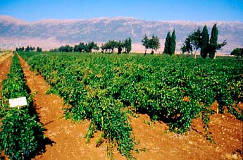 Cabernet Sauvignon vineyard of   Chateau  Ksara at Mansoura in the   Bekaa Valley Lebanon