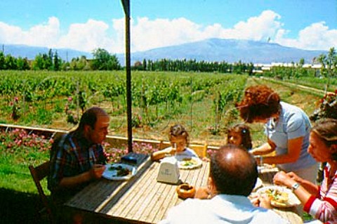 In the grounds of Tanal Property   makers of Massaya wine        Bekaa Valley Lebanon