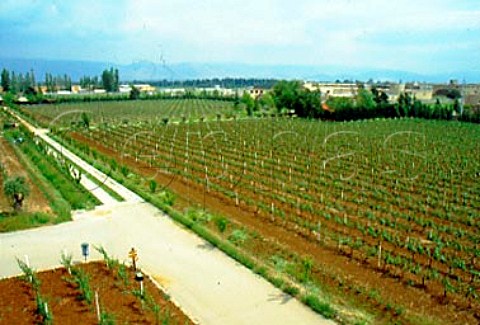 Vineyard of Tanal Property makers of   Massaya wine  Bekaa Valley Lebanon