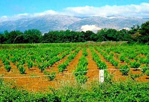 Vineyard of Tanal Property makers of   Massaya wine  Bekaa Valley Lebanon