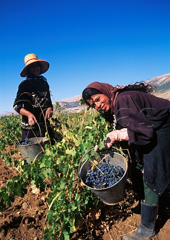 Harvesting in vineyard of Chateau Musar Aana Bekaa Valley Lebanon