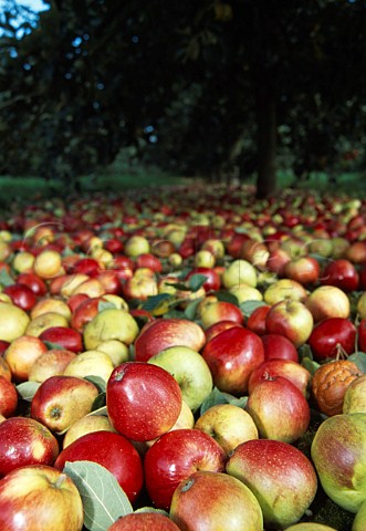 Cider apples shaken from the trees   await collecting by machine    Somerset England