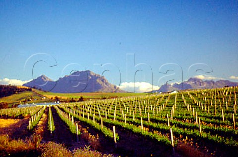 Vineyard and winery of Slaley Cellars   Stellenbosch South Africa