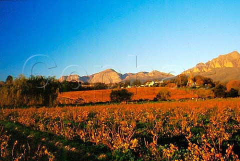 Vineyard in late autumn on Hilderbrand   Estate Wellington South Africa    Paarl