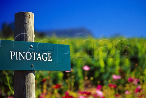 Pinotage sign in vineyard   Cape Province South Africa