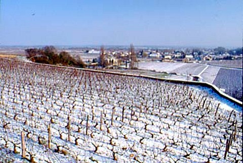 Snow covered Les Amoureuses vineyard in   ChambolleMusigny with Vougeot village   beyond     Cte dOr France      Cte de Nuits
