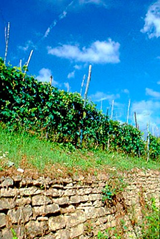 Vineyard of Forteto della Luja   Loazzolo Piemonte Italy    Loazzolo