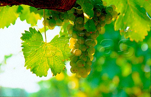Chardonnay grapes in Blackstock   Vineyard near Dahlonega Georgia USA
