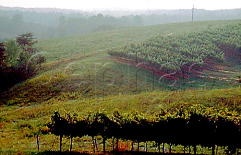 Blackstock Vineyard   near Dahlonega Georgia USA