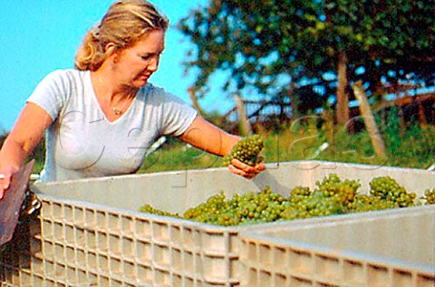 Trish Harris owner inspecting   harvested Chardonnay grapes at   Blackstock Vineyard near Dahlonega   Georgia USA