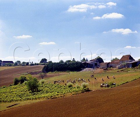 Vineyard and farm at Lasbordes   PyrnesAtlantiques France  Barn