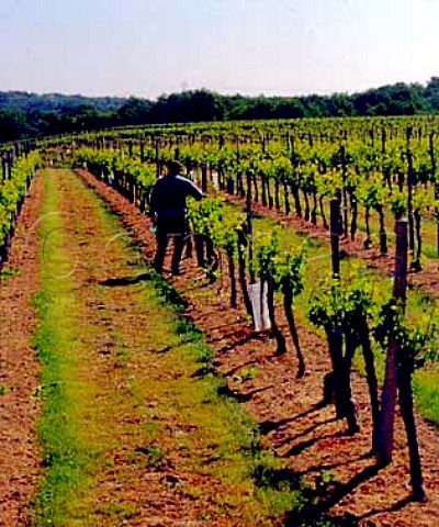 Vineyard near Cron Gironde France    EntreDeuxMers  Bordeaux