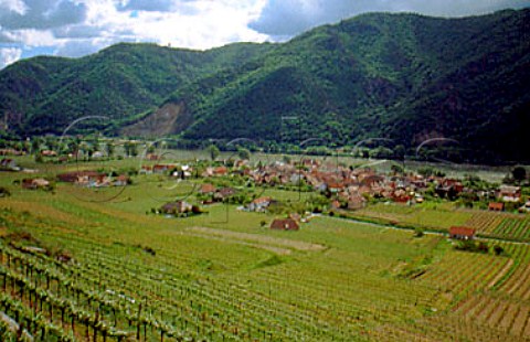Vineyards by Wsendorf village and river   Danube Niedersterreich Austria   Wachau