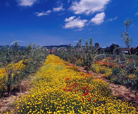 Spring flowers in olive grove at Suvereto   Tuscany Italy   Val di Cornia