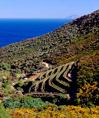 Terraced vineyard above the coast at Seccheto   on the island of Elba  with island of Montecristo   visible in the distance     Tuscany Italy