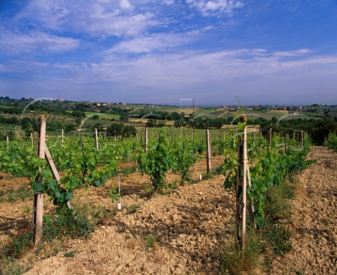 Vigna Sanguineto of Tenuta Valdipiatta  near Montepulciano Tuscany Italy     Vino Nobile di Montepulciano