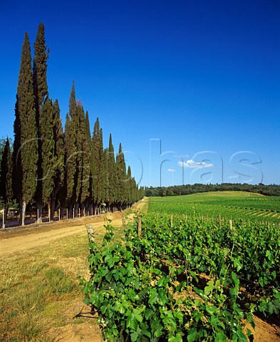 Cypress tree avenue by vineyard of Villa Arceno   Tenuta di Arceno near Castelnuovo Berardenga   Tuscany Italy          Chianti Classico