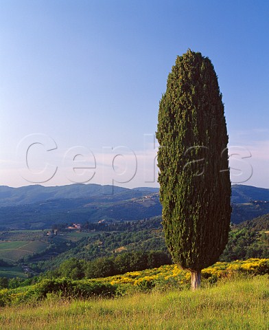 Cypress tree with the estate of Vignamaggio in distance Panzano in Chianti Tuscany Italy   Chianti Classico