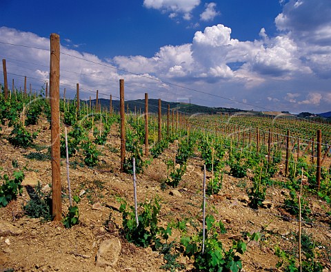 New vineyard of Il Molino di Grace Panzano in Chianti Tuscany Italy   Chianti Classico
