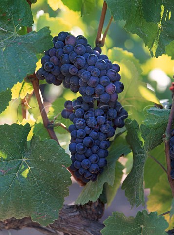 Pinot Noir grapes in vineyard of Saintsbury   Napa California   Carneros