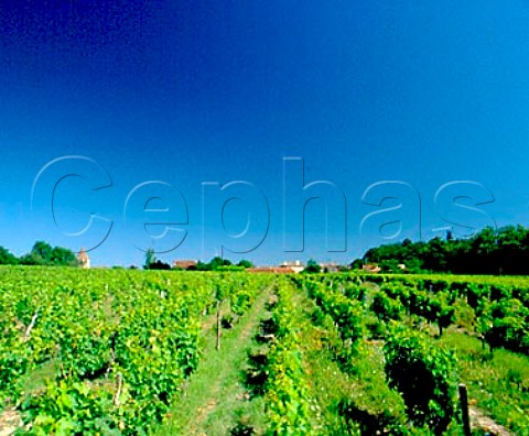 Vineyard near Puynormand Gironde France    Bordeaux Suprieur