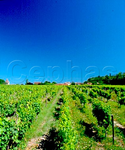 Vineyard near Puynormand Gironde France    Bordeaux Suprieur