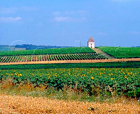 Tower and vineyards near StAstierdeDuras   LotetGaronne France  Ctes de Duras