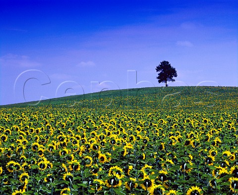 Tree overlooking field of sunflowers near   StAstierdeDuras LotetGaronne France    Ctes de Duras