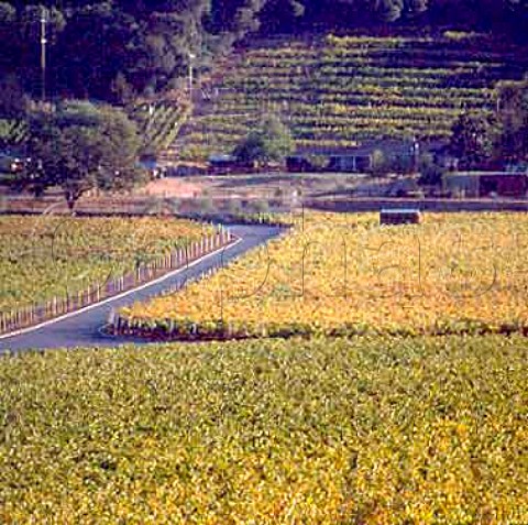 Autumnal vineyards of Rudd Estate Oakville   Napa Co California