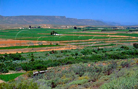 Vineyards in the valley of the   Olifants River South Africa    Olifantsrivier
