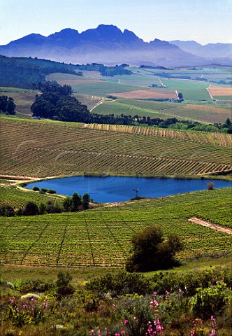 Jordan Estate vineyards Stellenbosch  South Africa