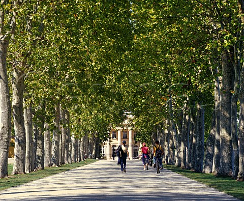 Pickers going for lunch along the avenue of plane trees leading to Chteau Margaux  Margaux Gironde France  Mdoc  Bordeaux