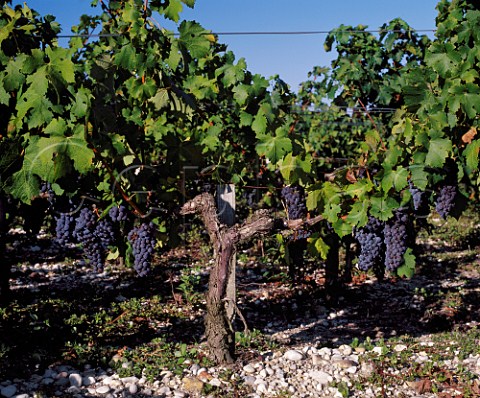 Ripe Cabernet Sauvignon grapes in vineyard of   Chteau Pibran Pauillac Gironde France   Mdoc Cru Bourgeois Suprieur