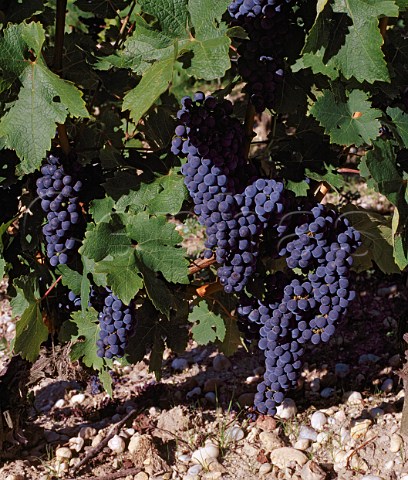Cabernet Sauvignon grapes in vineyard on the   gravelly soil of Chteau PichonLonguevilleBaron   Pauillac Gironde France   Mdoc  Bordeaux