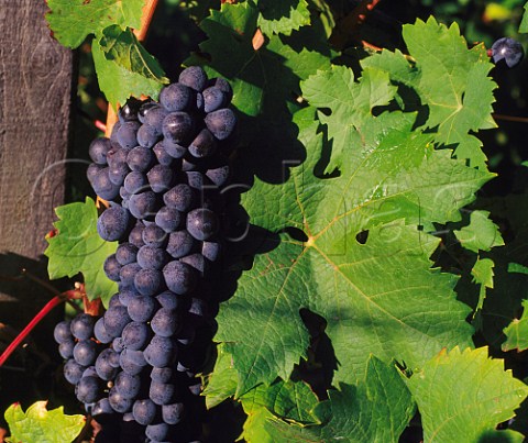 Carmenre grapes in vineyard at Pauillac Gironde France  Mdoc  Bordeaux