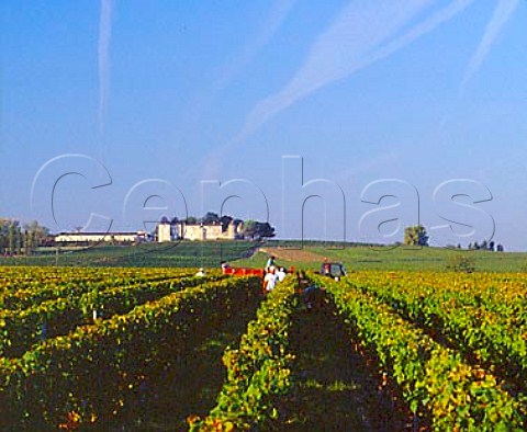 Harvesting in vineyard of Chteau Suduiraut   with Chteau dYquem in the distance Sauternes   Gironde France   Sauternes  Bordeaux