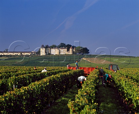 Harvesting in vineyard of Chteau Suduiraut with Chteau dYquem in the distance Sauternes   Gironde France   Sauternes  Bordeaux