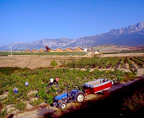 Harvesting in vineyard with Bodegas Ysios and the   Sierra de Cantabria beyond   Laguardia Alava Spain     Rioja Alavesa