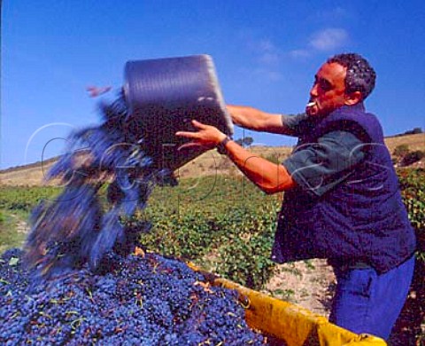 Harvesting grapes in vineyard of Felix Larreina   Lapuebla de Labarca Alava Spain   Rioja Alavesa