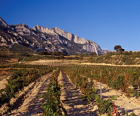 Vineyard suffering from heat stress high on the   slopes of the Sierra de Cantabria Near Leza Alava Spain  Rioja Alavesa