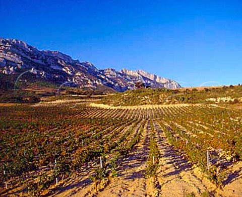 Vineyard suffering from heat stress high on the   slopes of the Sierra de Cantabria near Leza   Alava Spain    Rioja Alavesa