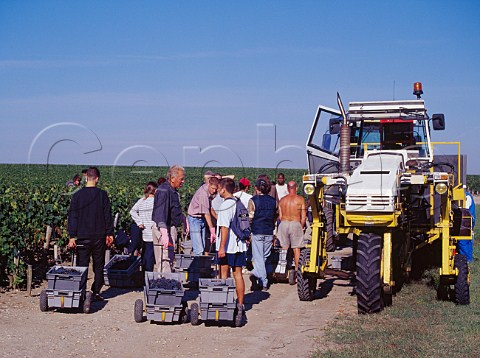 Harvesting grapes into small crates in vineyard of   Chteau MoutonRothschild Pauillac Gironde   France    Mdoc  Bordeaux