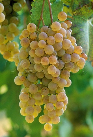 Cortese grapes Gavi Piemonte Italy