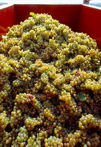Trailer of harvested Chardonnay grapes   in Les CharmesDessus vineyard of   Domaine des Comtes Lafon Meursault   Cte dOr France    Cte de Beaune
