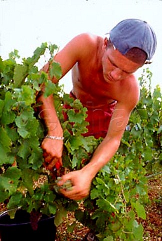 Harvesting Chardonnay grapes in   CharmesDessus vineyard of Domaine des   Comtes Lafon Meursault Cte dOr   France     Cte de Beaune