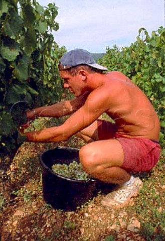 Harvesting Chardonnay grapes in   CharmesDessus vineyard of Domaine des   Comtes Lafon Meursault Cte dOr   France     Cte de Beaune