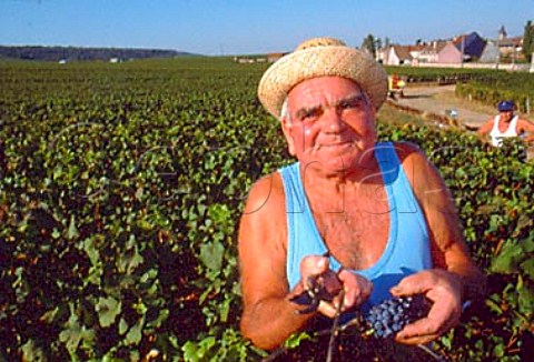 Jean Raillard of Domaine JeanLouis   Raillard harvesting Pinot Noir grapes in   Les Malconsorts vineyard which they farm   for Moillard   VosneRomane   Cte dOr France    Cte de Nuits