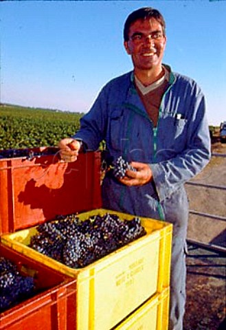 JeanLouis Raillard with crates of   harvested Pinot Noir grapes in   Les Malconsorts vineyard which he farms    for Moillard   VosneRomane   Cte dOr France    Cte de Nuits